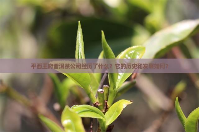 平西王府普洱茶公司经历了什么？它的历史和发展如何？