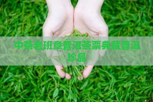 中茶老班章普洱茶票典藏普洱珍品