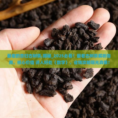 最老的昔归古树茶