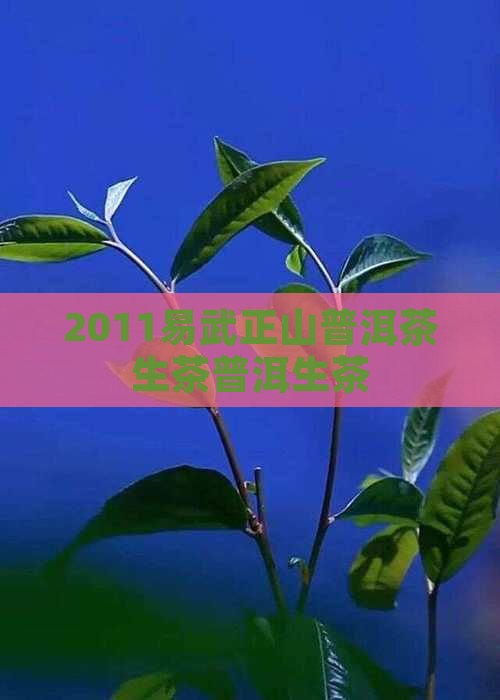 2011易武正山普洱茶