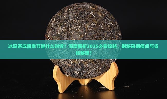 冰岛茶成熟季节