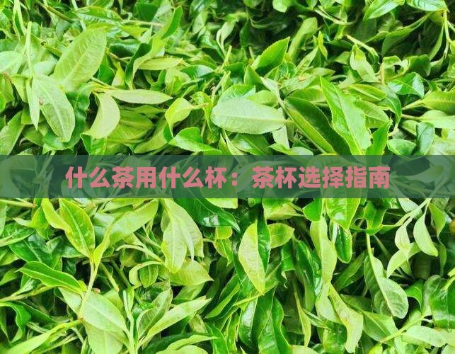 什么茶用什么杯
