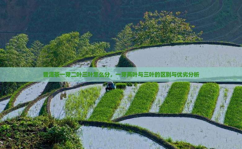 普洱茶一芽二叶三叶怎么分