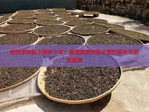 老班章树龄大概多少年