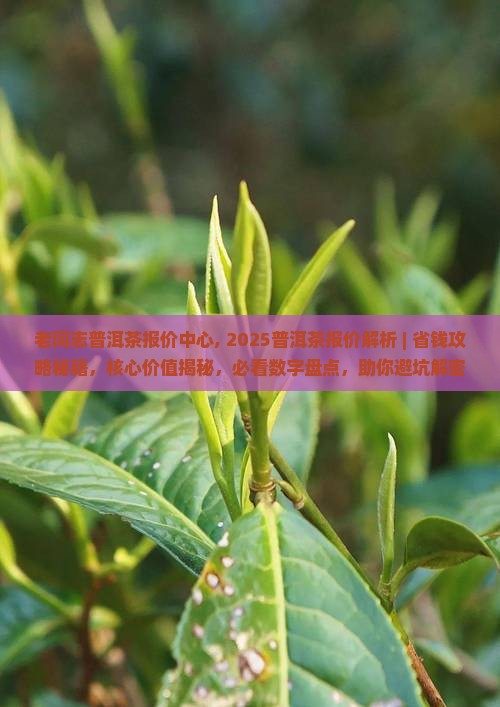 老同志普洱茶报价中心