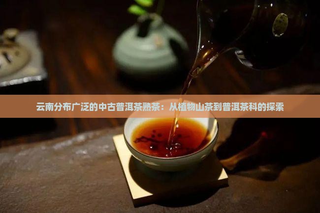 中古普洱茶熟茶