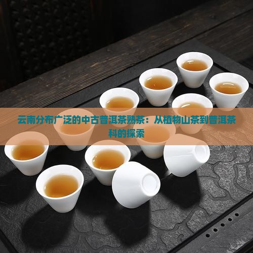 中古普洱茶熟茶