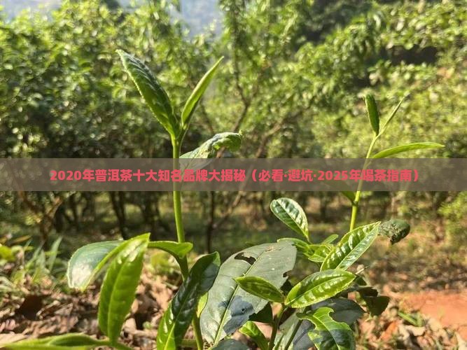 2020年普洱茶十大知名品牌