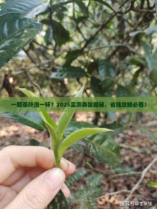 一颗茶叶泡一杯