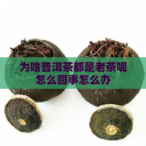为啥普洱茶都是老茶呢