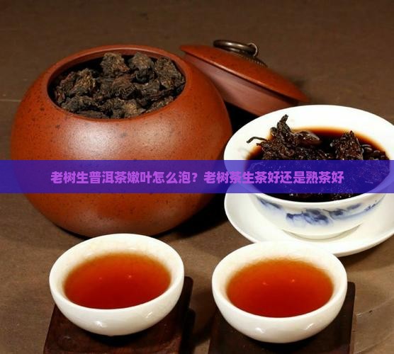 老树生普洱茶嫩叶