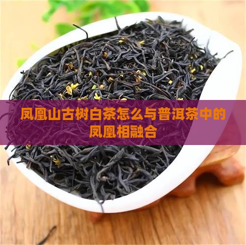 凤凰山白普洱茶