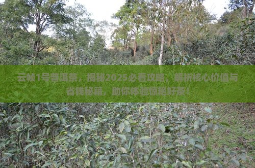 云帧1号普洱茶