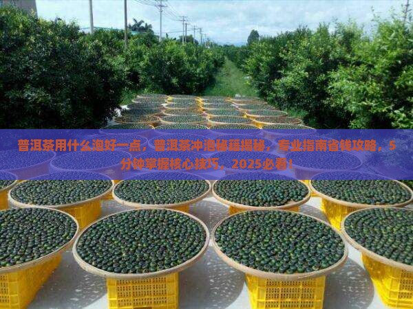 普洱茶用什么泡好一点