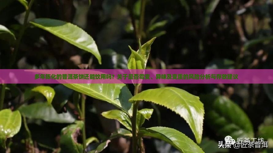 很多年的普洱茶饼能喝吗