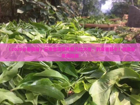 云南普洱茶知名人士