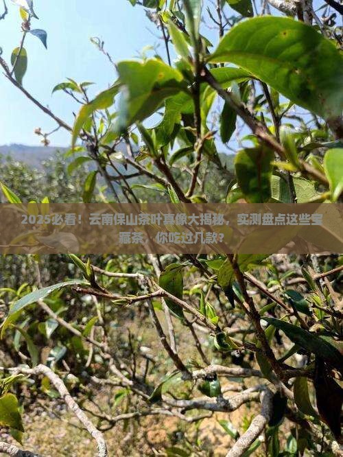 云南保山著名的茶叶