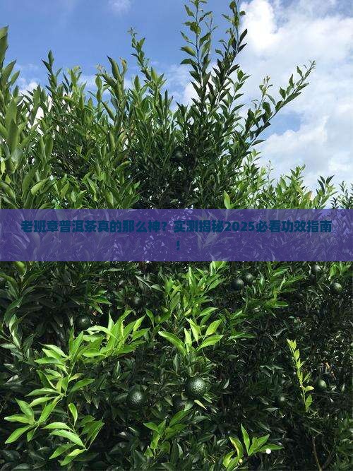 普洱茶老班章的功效