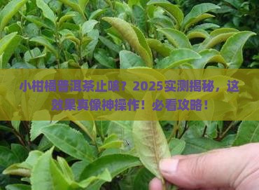 小柑橘普洱茶止咳吗 小柑橘普洱茶止咳吗