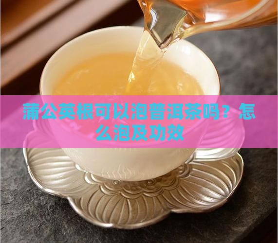 蒲公英根可以泡普洱茶吗