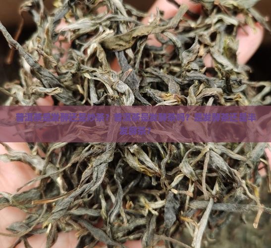 普洱茶是发酵还是炒