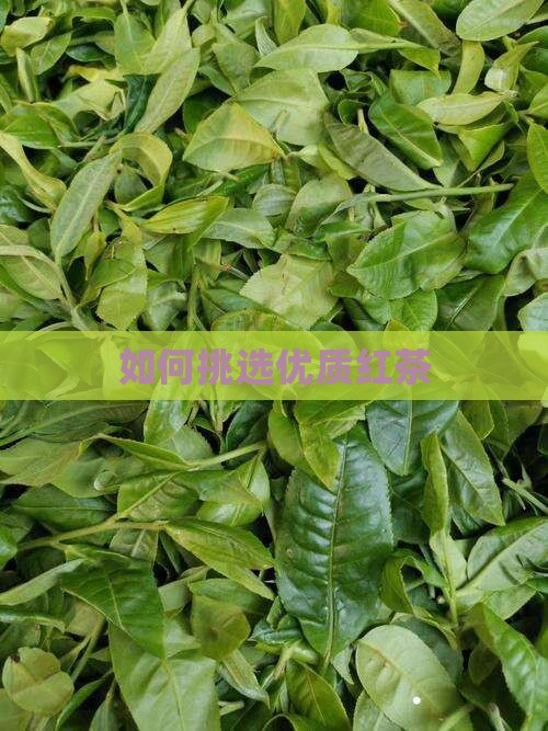 怎么选好的红茶