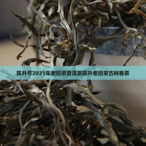 2021陈升号老班章云南老班章