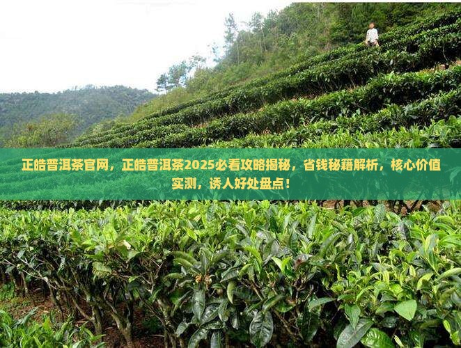 正皓普洱茶官网