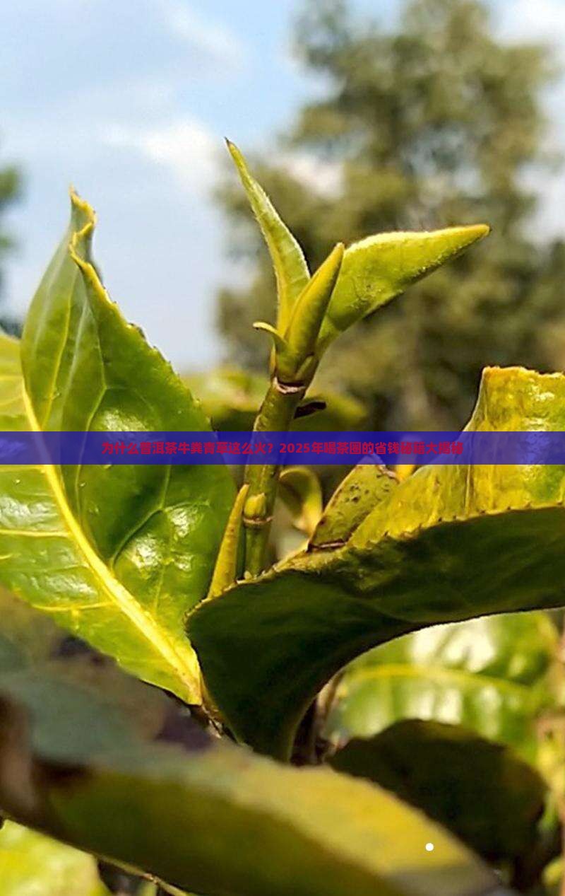 普洱茶牛粪青草