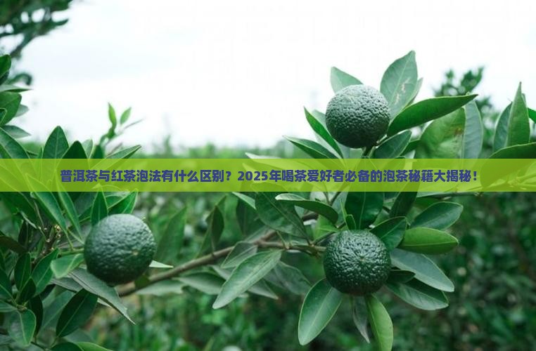 普洱茶红茶泡法 普洱茶红茶泡法