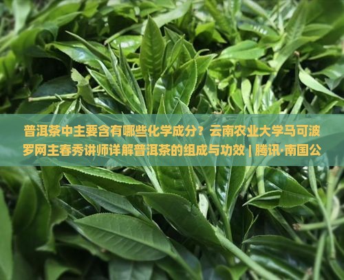 普洱茶里含什么成分