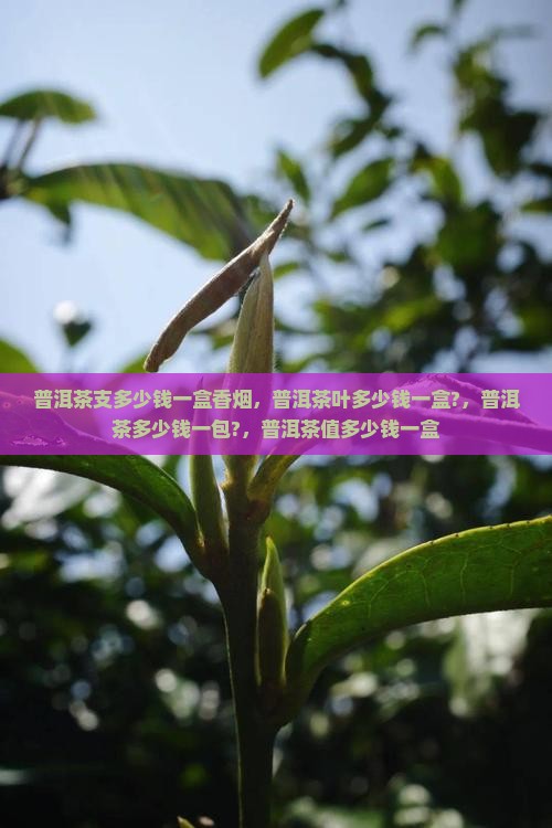 普洱茶支多少钱一盒