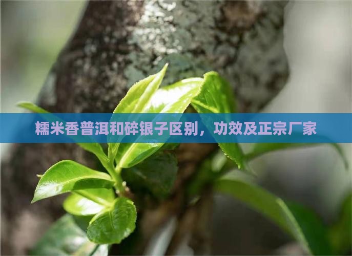 糯米香普洱和碎银子区别