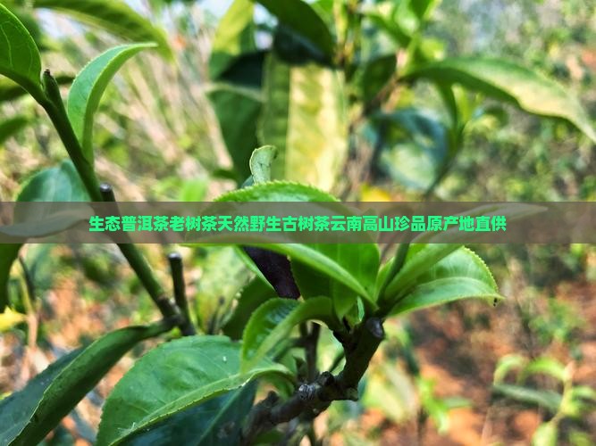 生态普洱茶老树茶