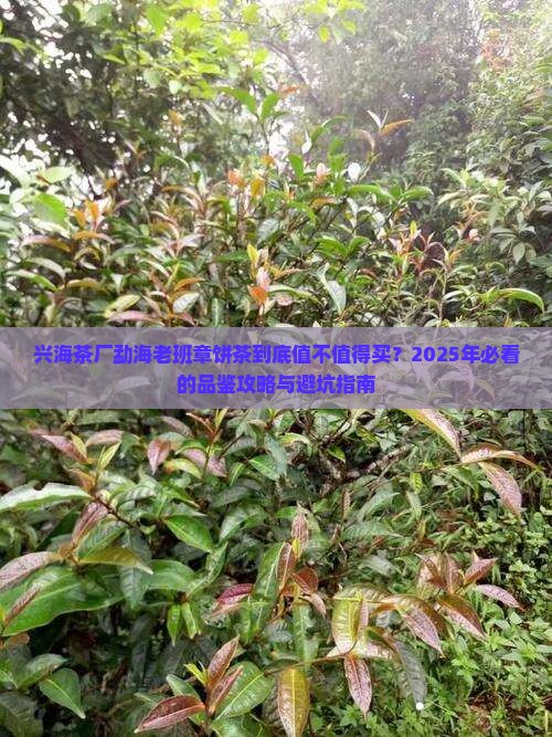 兴海茶厂勐海老班章饼茶