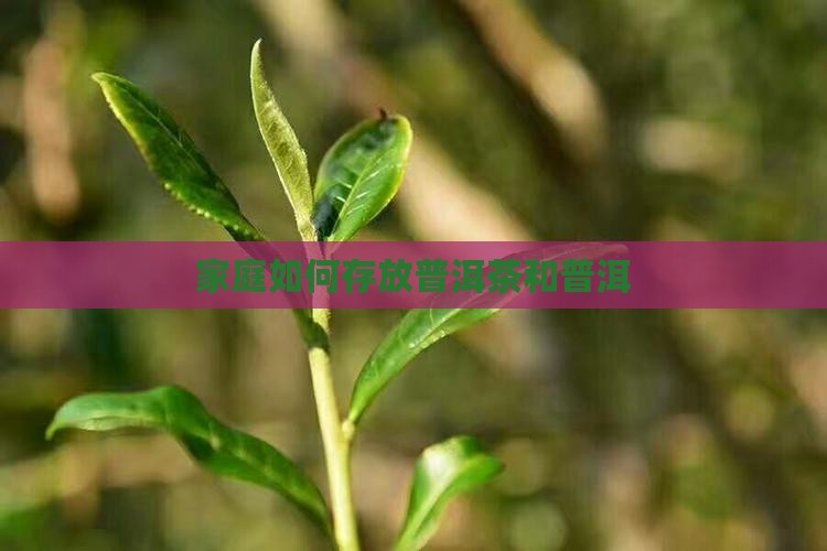广州在家里如何存放普洱茶