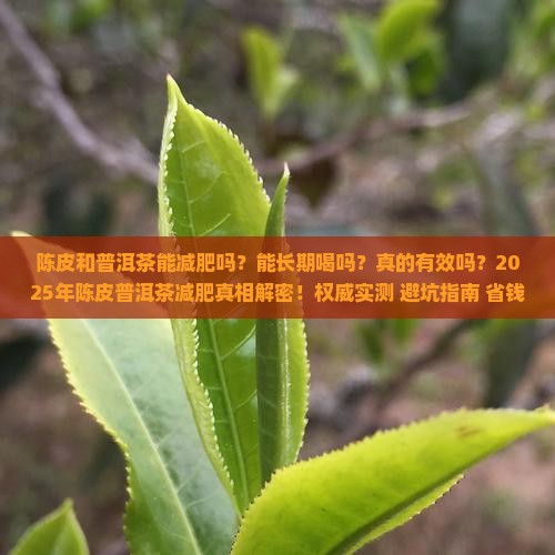 陈皮和普洱茶能减肥吗能喝吗