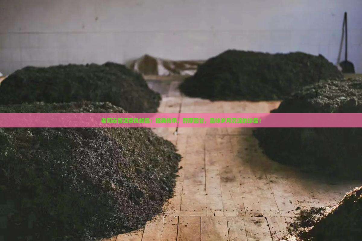 老同志普洱茶良蝉品