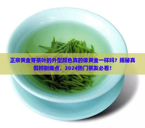 正宗黄金芽茶叶的外型颜色