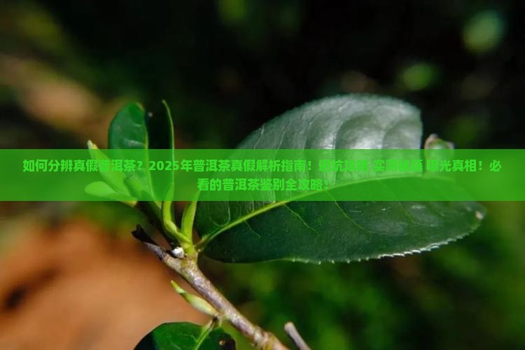 分辨是假的普洱茶
