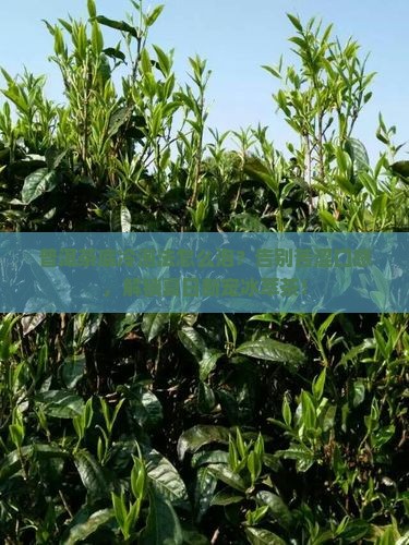 普洱茶底冷泡法怎么泡
