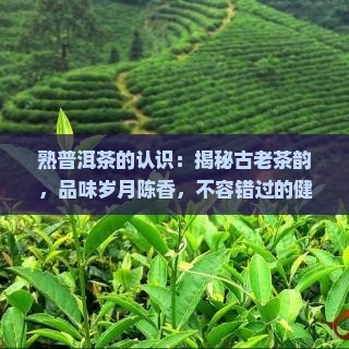 熟普洱茶的认识