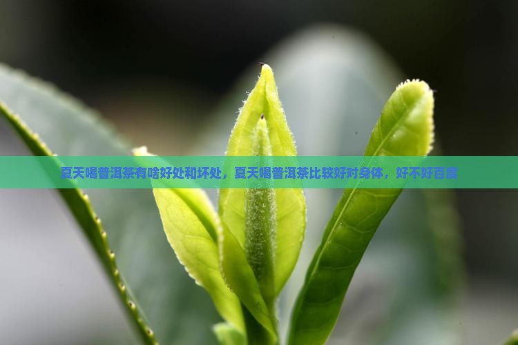 夏天喝普洱茶有啥好处