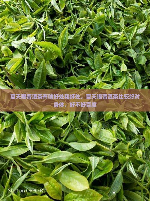 夏天喝普洱茶有啥好处