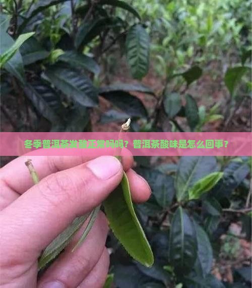 冬季普洱茶发酸正常吗吗