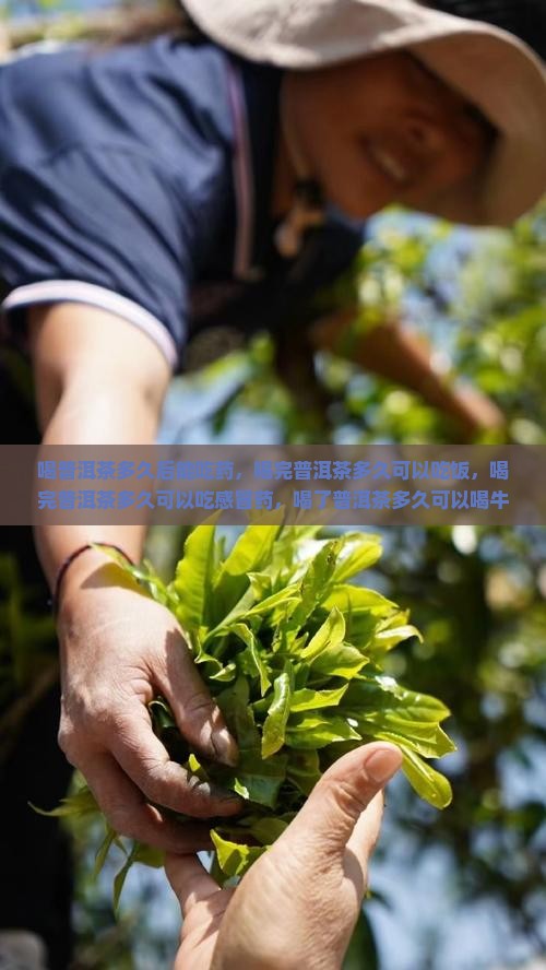 喝普洱茶多久后能吃药