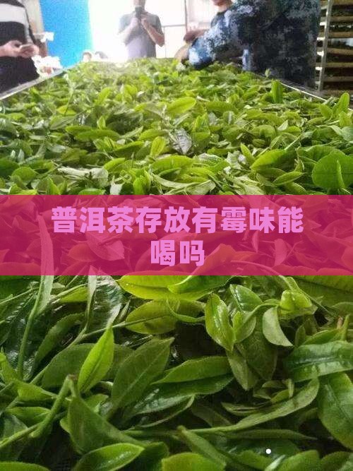 普洱茶存放有梅子味吗能喝吗