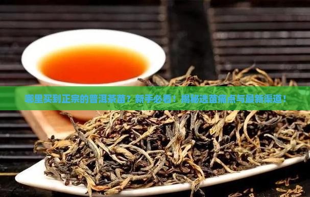哪里买到正宗的普洱茶苗
