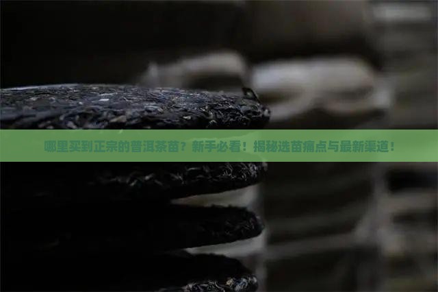 哪里买到正宗的普洱茶苗