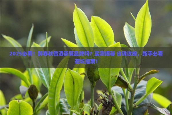 醉春秋普洱茶算品牌吗